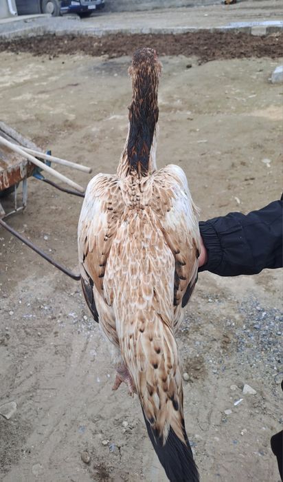 Бойцовская курица