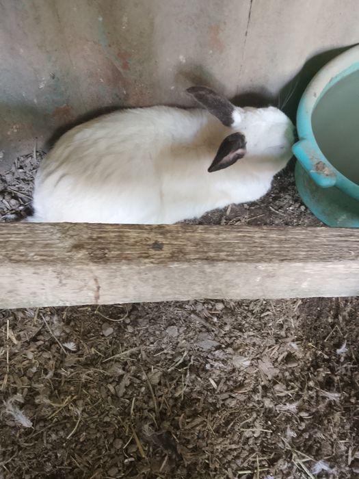Продаю кролов самцы