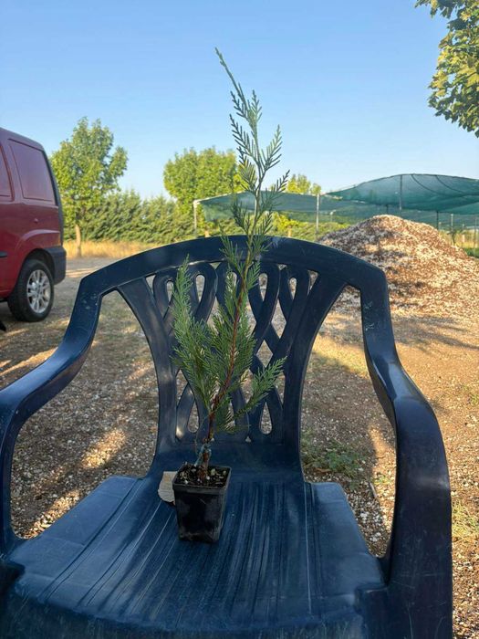 Лавровишна жив плет новита и кавказика 4лв