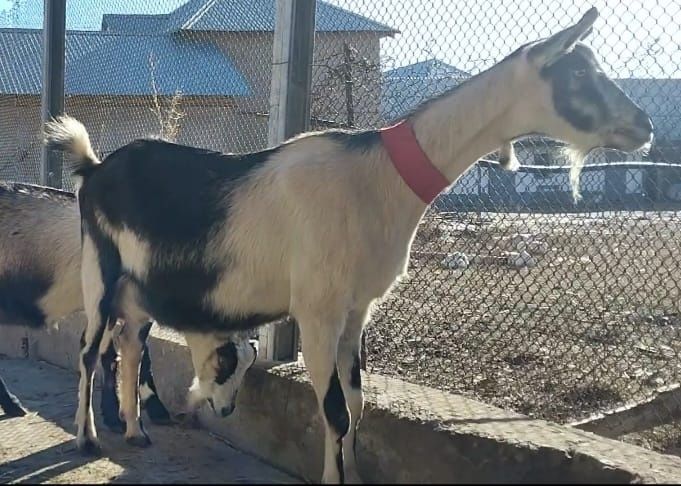 Альпийский пиакок ешкі сатылады