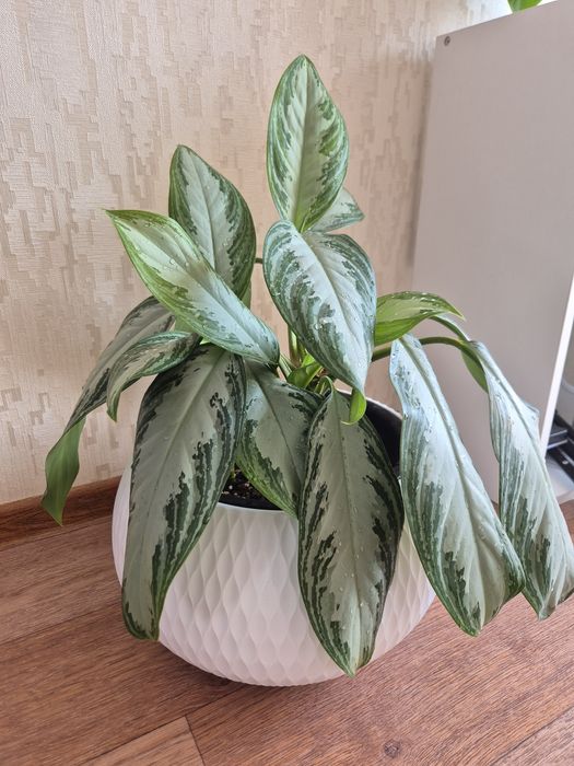 Аглаонема Silver Bay