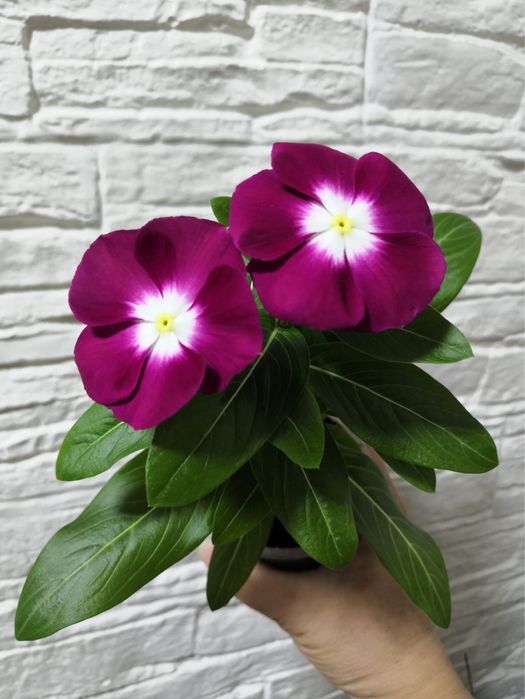 Продаю комнатные цветы.