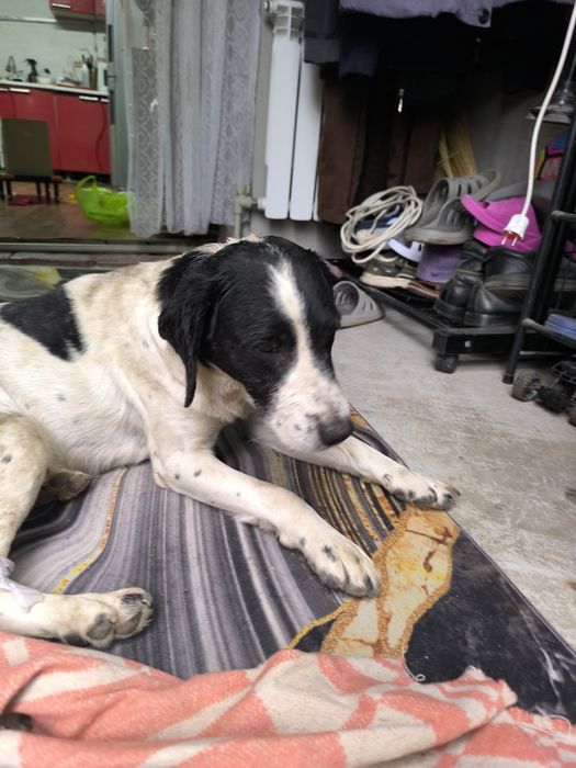 Найдена собака район Кендала