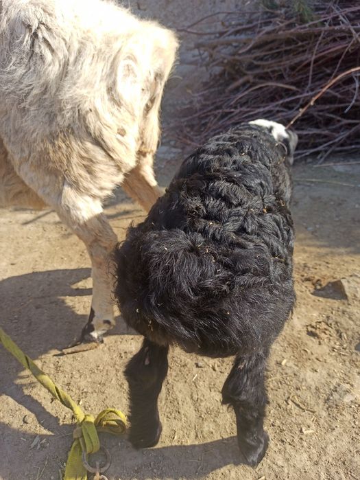 Ona bala qóy sotiladi