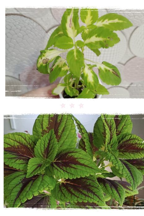 Комнатные растения