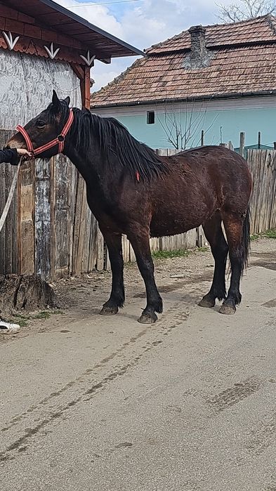 Vând manza de un an jumate
