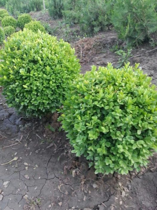 Чимшири  на 11 години добре оформени и гъсти топки!.Подходящо време!