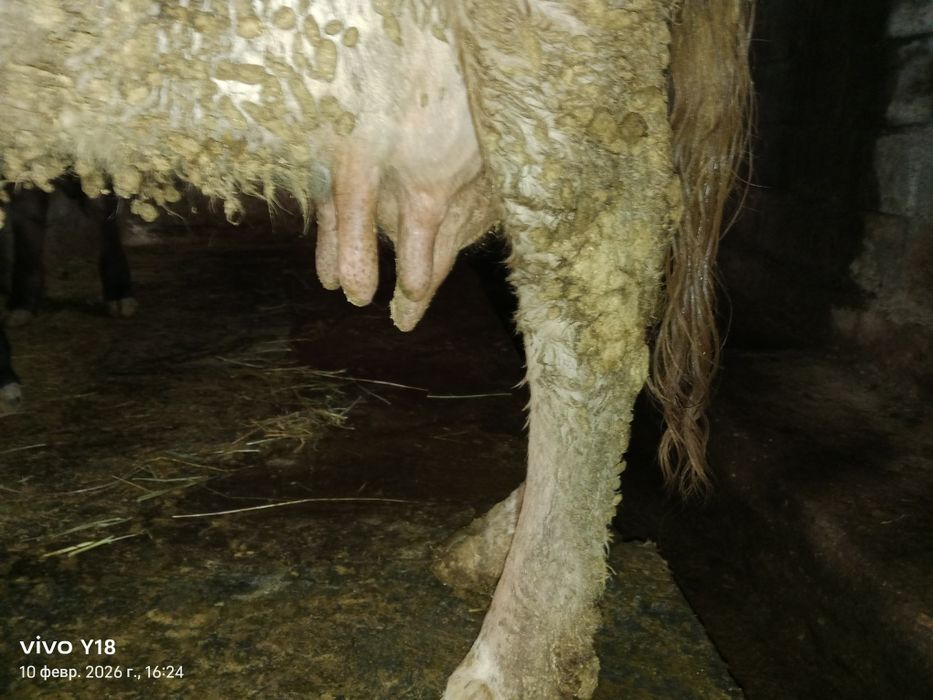 Сиир сатамын ...