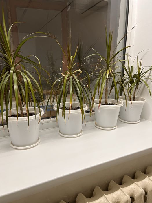 Комнатные цветы в горшках