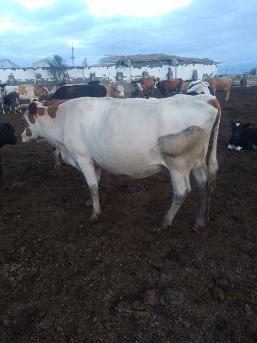 Корова и телка  продам