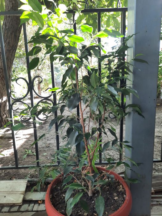 Цветы комнатные , живые