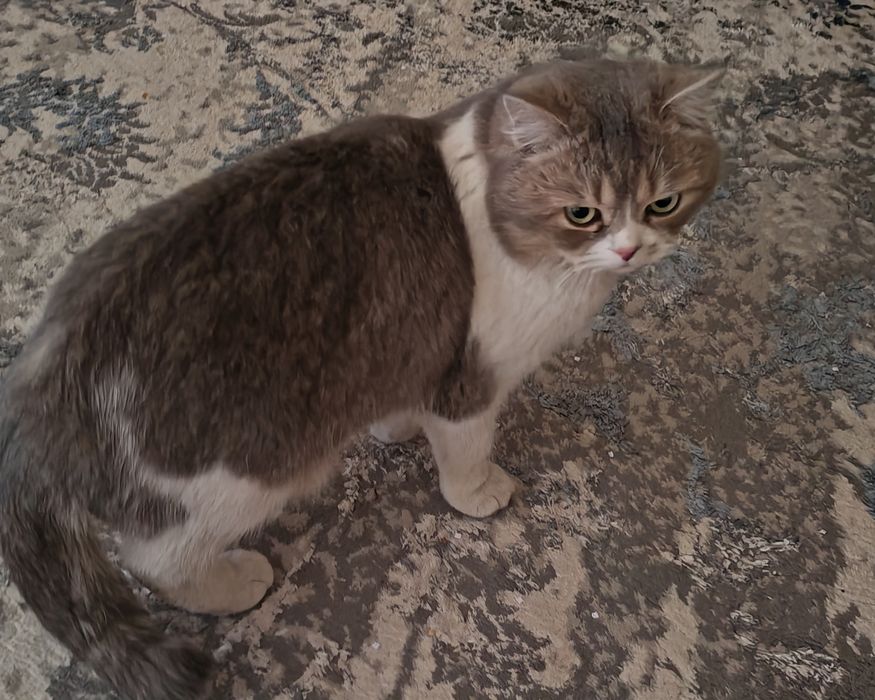 Shinshila mushuk sotiladi