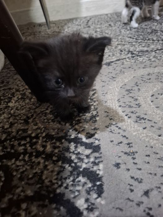 Отдам котят в хорошие руки