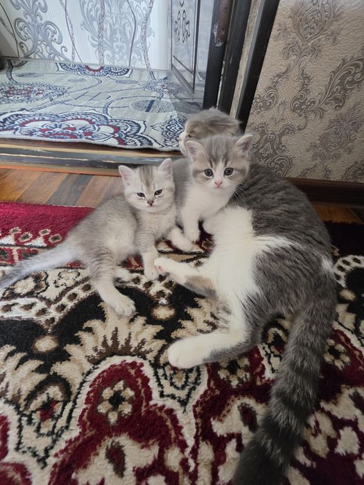 Mushuk bolalari sotiladi shenshilla