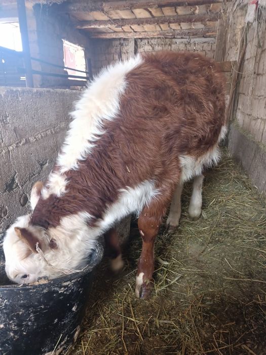 Тёлка ак баш токал 3айлык!