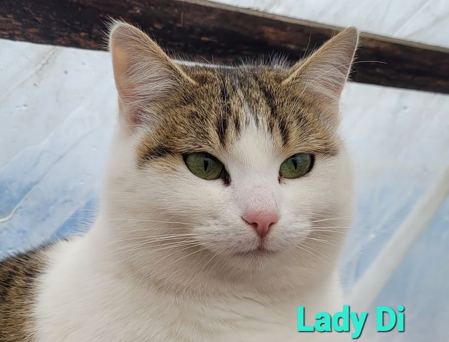 Donație pisici, foarte lipicioase