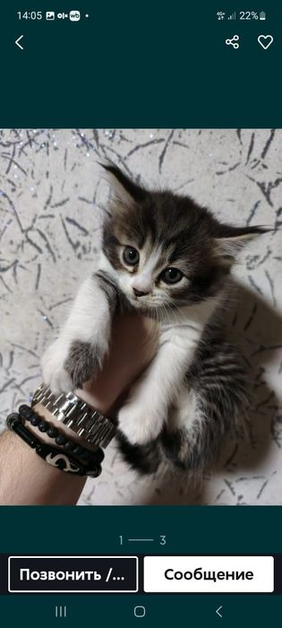 Продам шотландских котят