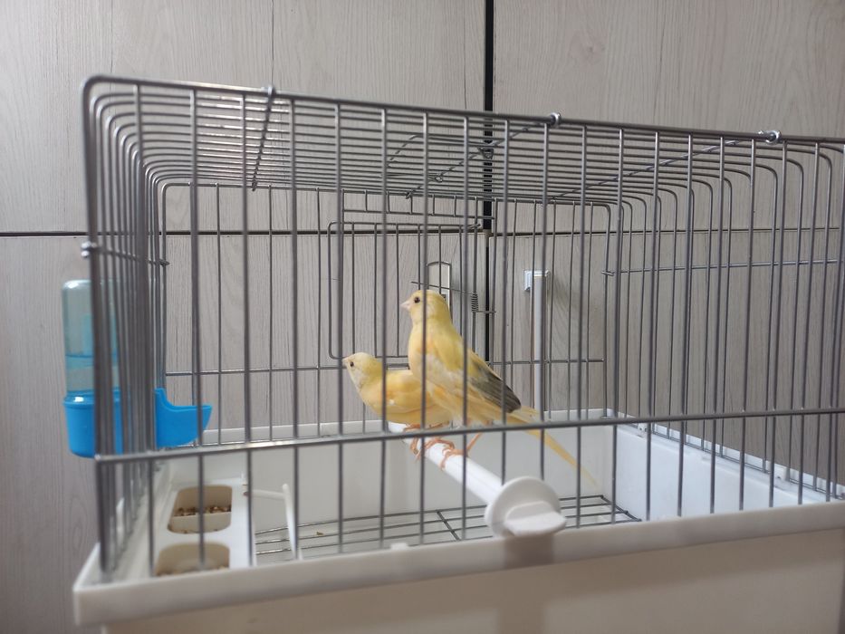 Канарейка сотилади