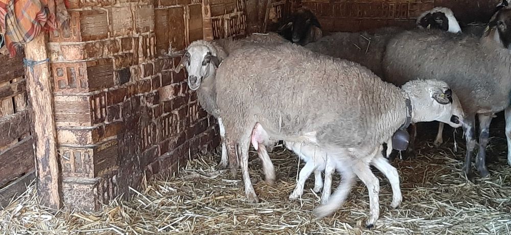 Продавам 20 млади овце