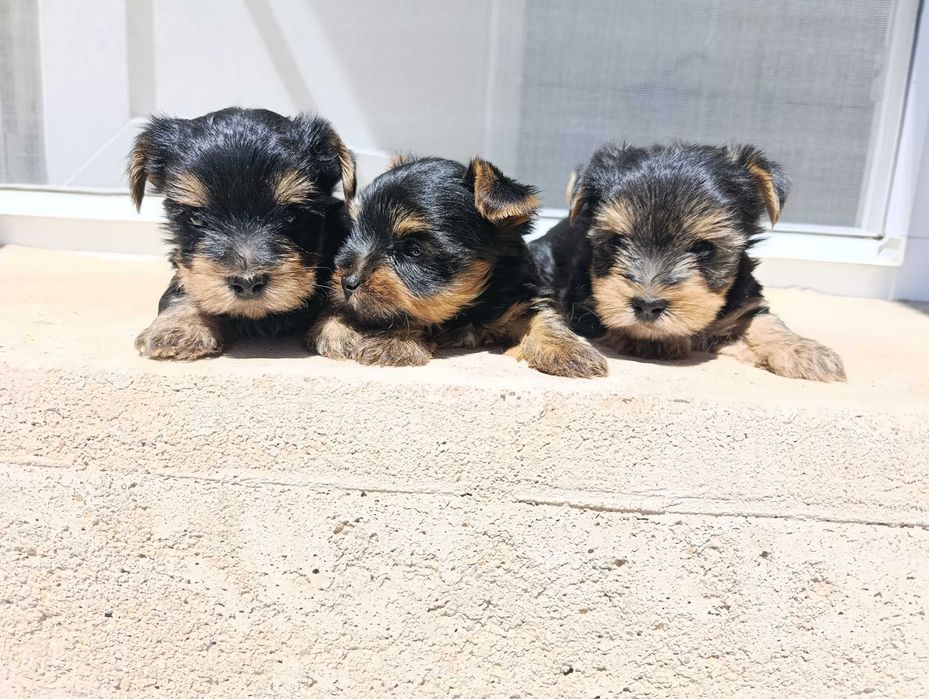 Мини Йоркширски териер