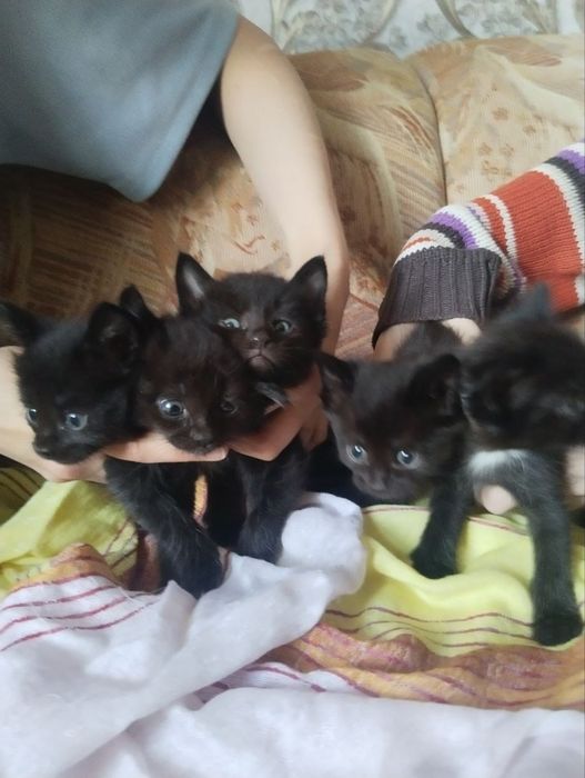 Отдам в хорошие руки