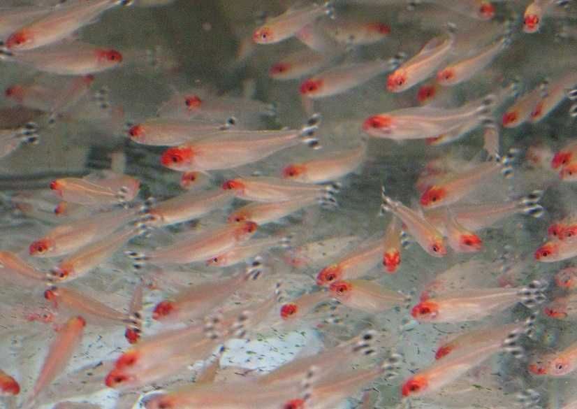 Всеки ден е черен петък!