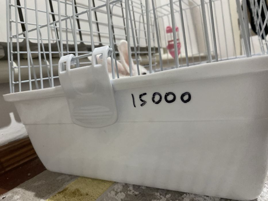 Кролик домашныйыы