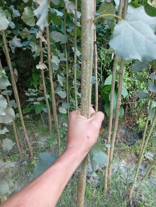 Terak koʻchatlar bor arzon narxlarda  aloqaga chiqarasilar kimga kere