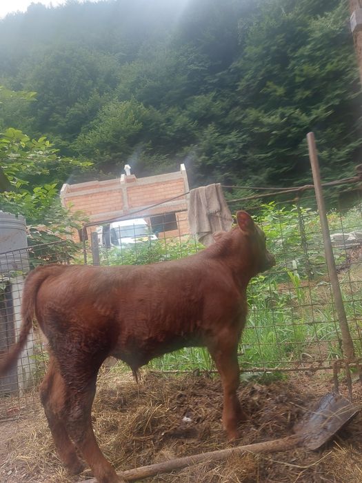 Vițel angus 5 săptămâni