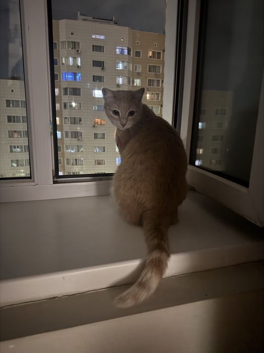 Астана. Отдам кошку в добрые ручки