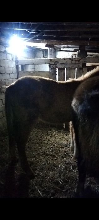 Продам жабагы еркек, мальчики..