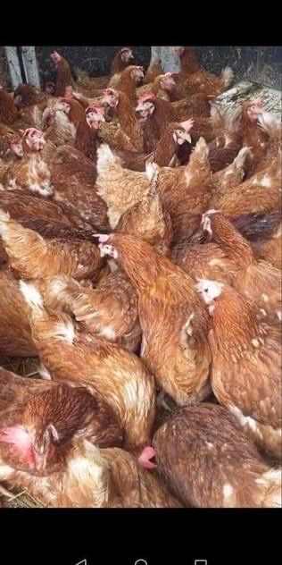 Gaini de vanzare cu livrare