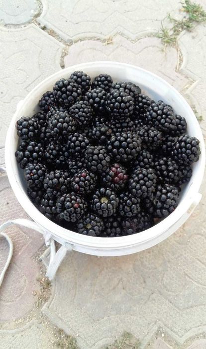 Продам саженцы ежемалины