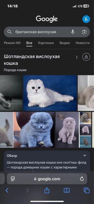 Продаю кошку хорошая