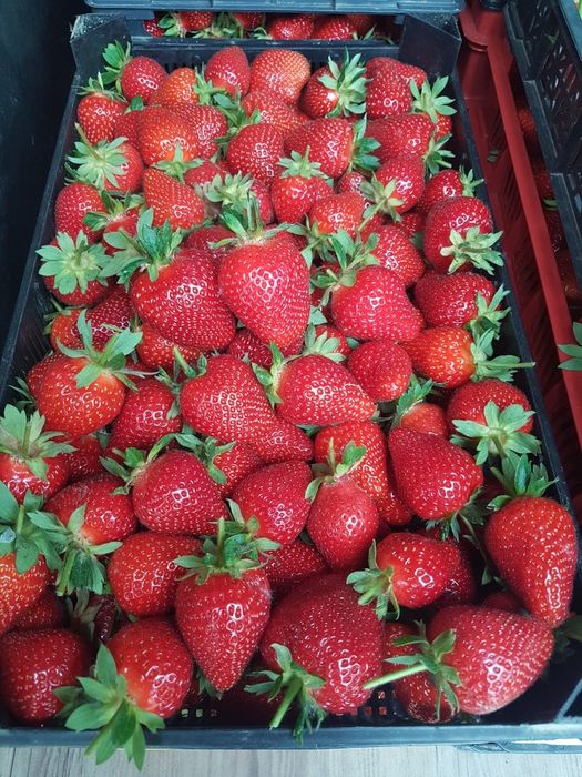 Разсад ягоди Клери