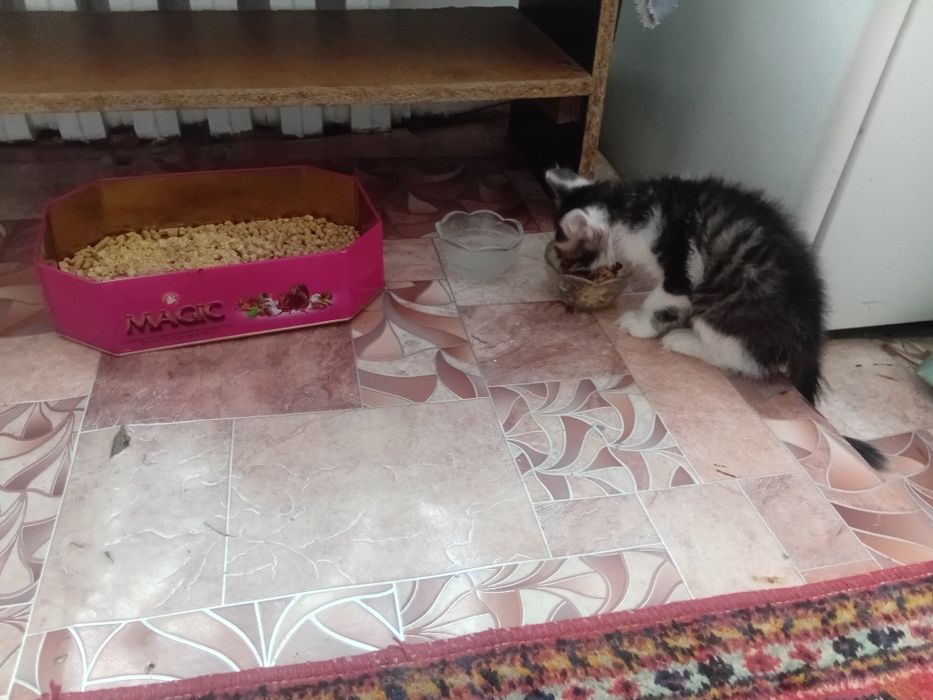 Бала мысық, котёнок