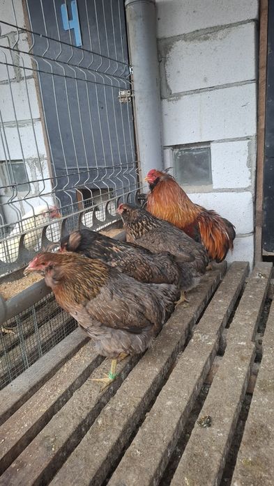 Oua incubat araucana