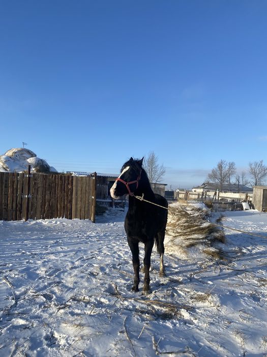 Айгыр, Айғыр , Жеребец