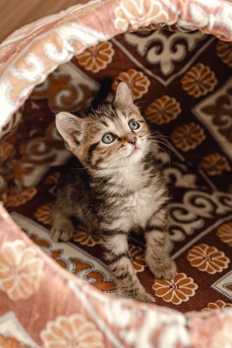 Отдам котенка - мальчика в добрые ручки