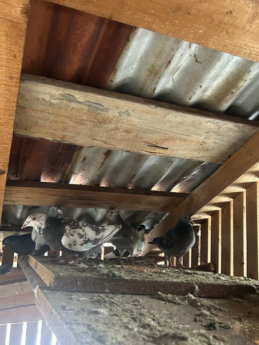 Vand porumbei voiajori