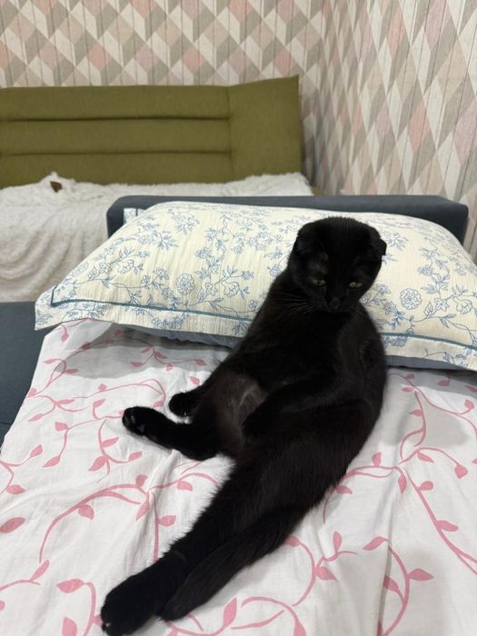 Кошка кастрированная девочка продаётся