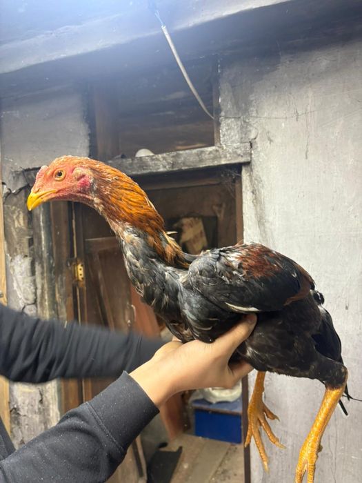 Продам жужиков хороших кровей