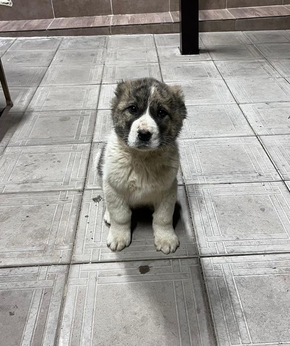 Алабай щенки.    .