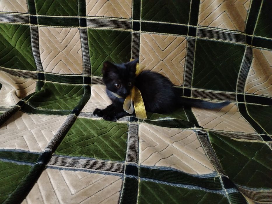 Котенок в хорошие руки!