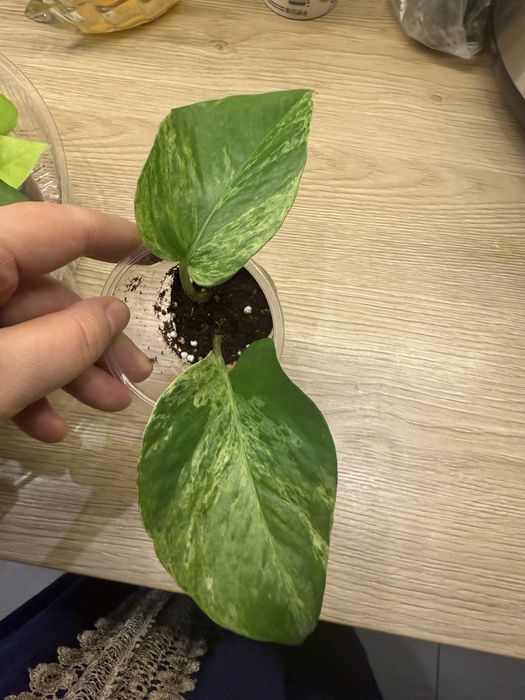 Эпипремнумы разные от 500 тг до 1500тг