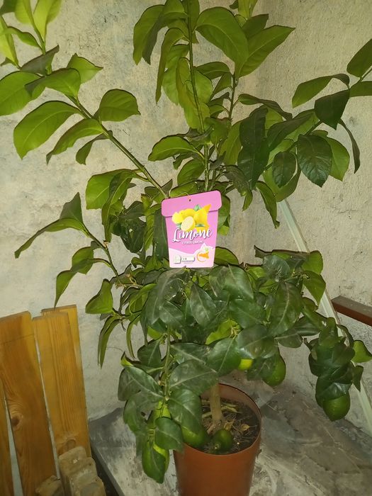 лимоново дръвче в саксия