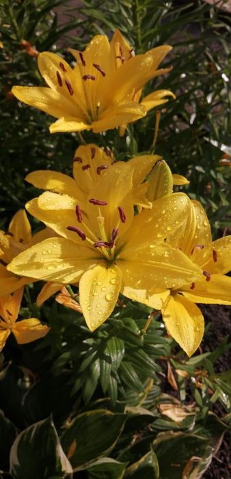 Продам дачу в садовом обществе Горизонт Горизонт