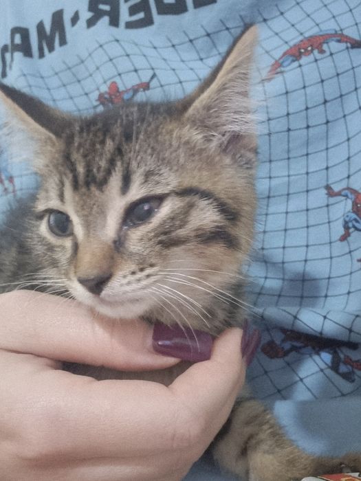 Кот 2 месяца бесплатно