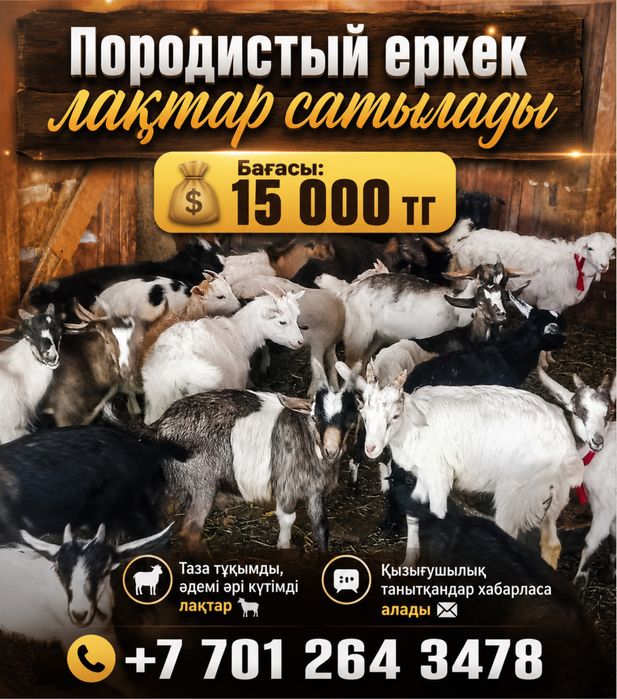 Породистый еркек лақтар сатылады. козлёнок-самец