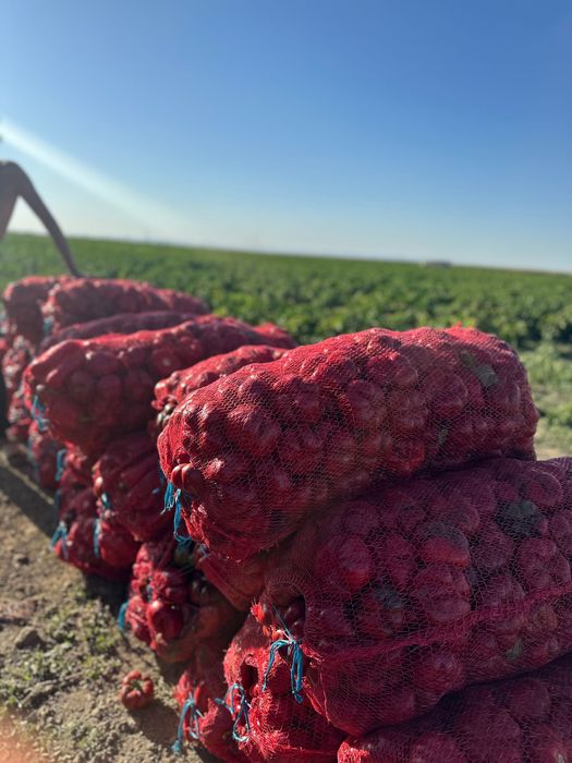 Gogosar,Ardei Gras , Kapia ,F1 Calitatea I